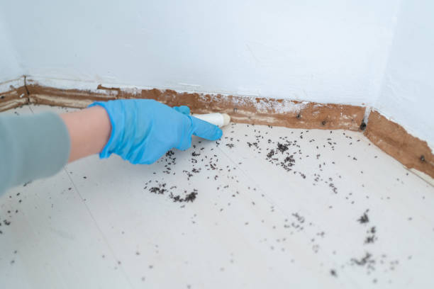 Best Wasp Removal Services  in Elk Grove, CA